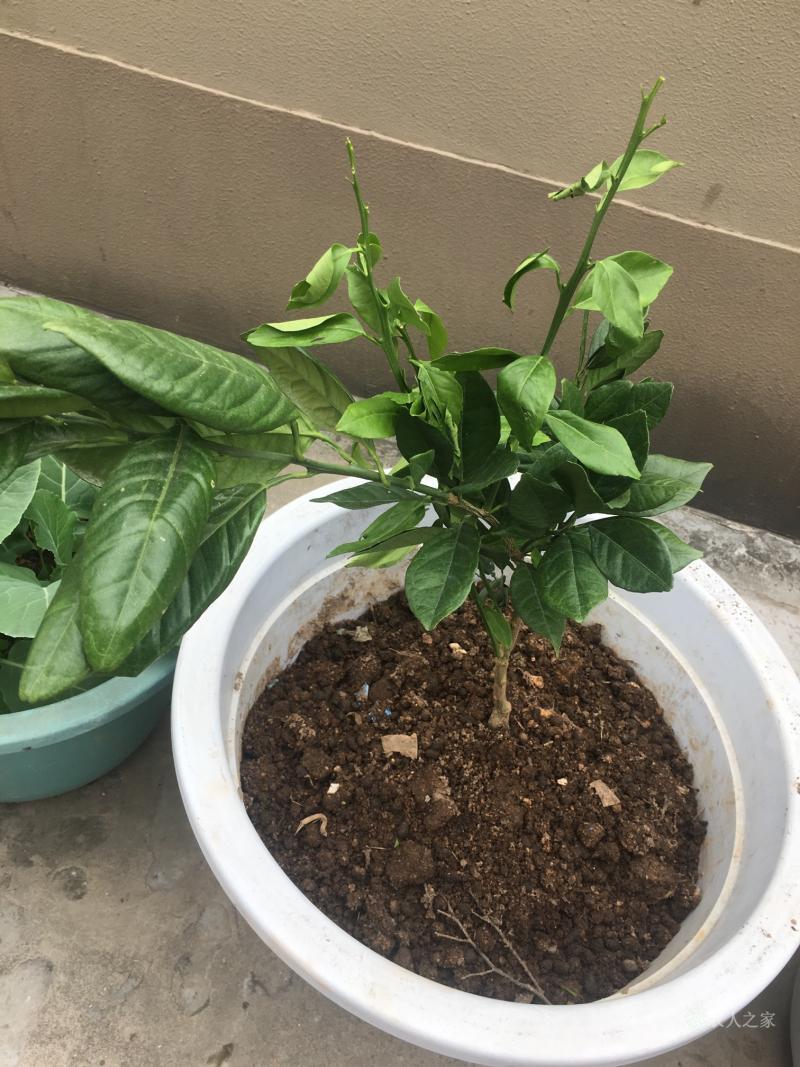 jinnianhui-的简单介绍